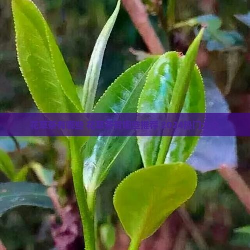 花草茶有哪些品牌