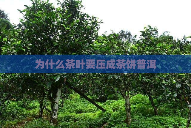 为什么要做茶饼茶叶呢