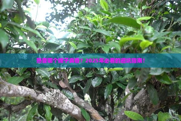 熟普那个牌子的好