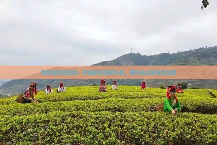 萃能牌普洱荷叶减肥茶