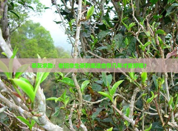 茶友求助：老班章生茶到底适合存几年才更好喝？