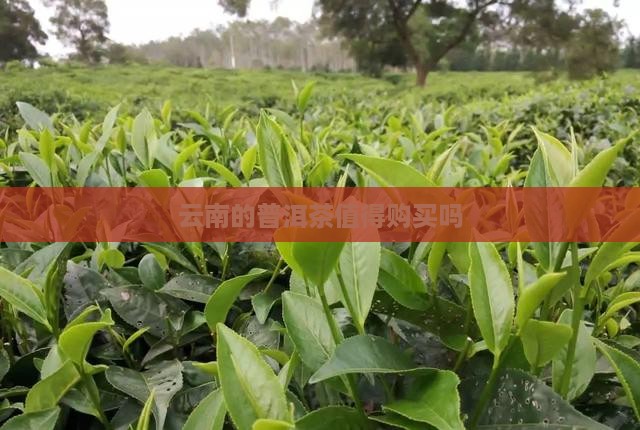 云南的普洱茶值得购买吗