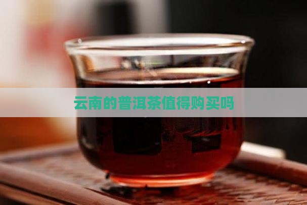 云南的普洱茶值得购买吗