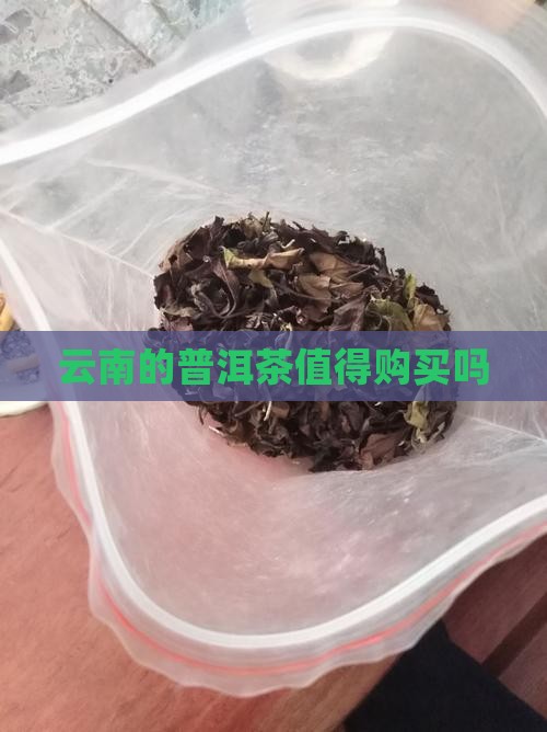 云南的普洱茶值得购买吗