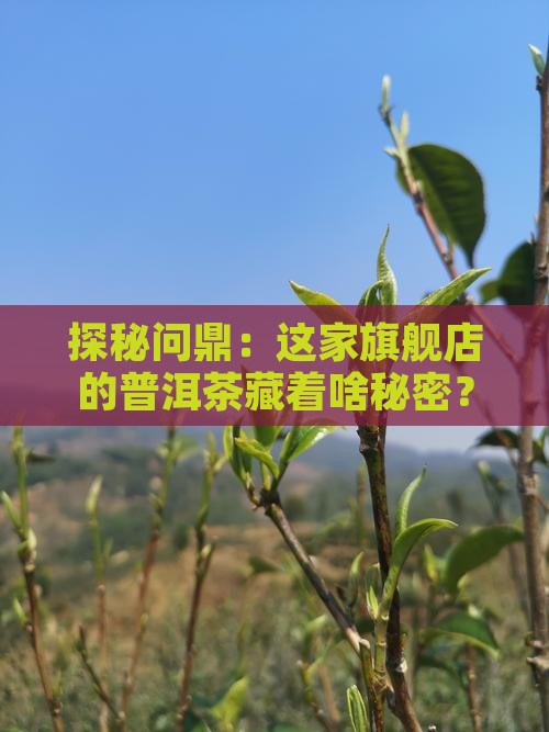 探秘问鼎：这家旗舰店的普洱茶藏着啥秘密？