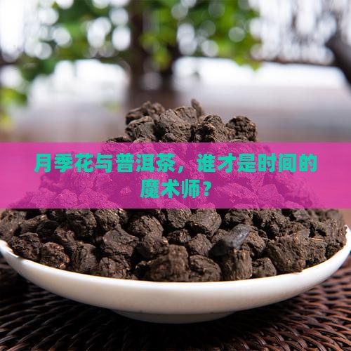 月季花与普洱茶，谁才是时间的魔术师？