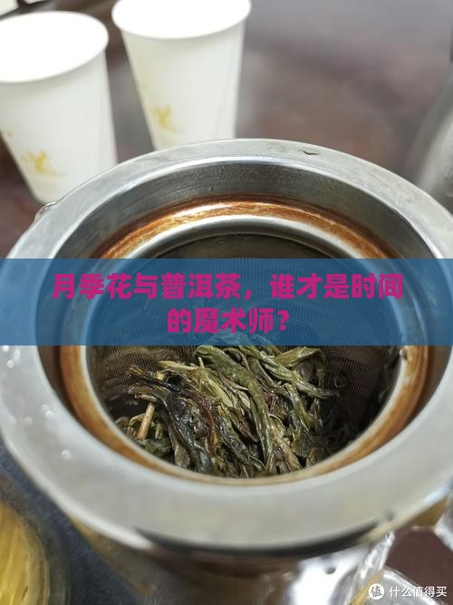 月季花与普洱茶，谁才是时间的魔术师？
