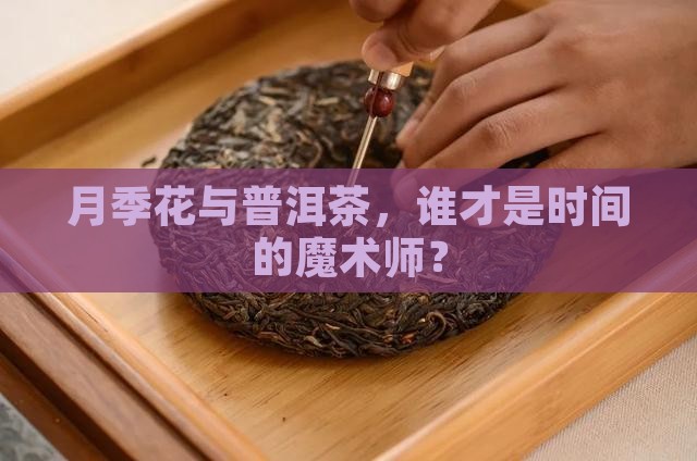 月季花与普洱茶，谁才是时间的魔术师？