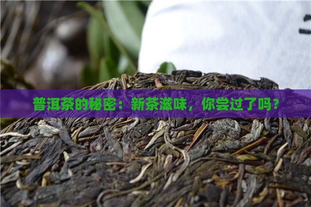 普洱茶的秘密：新茶滋味，你尝过了吗？