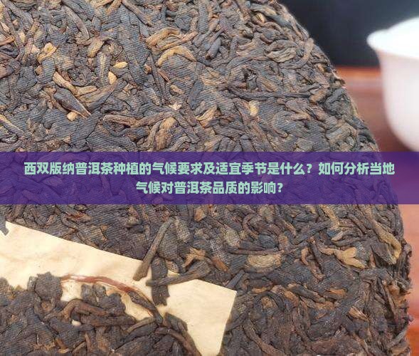 西双版纳普洱茶种植的气候要求及适宜季节是什么？如何分析当地气候对普洱茶品质的影响？