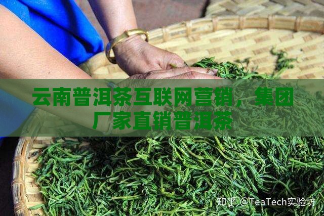云南普洱茶互联网营销，集团厂家直销普洱茶