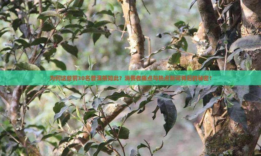 为何这些前30名普洱茶如此？消费者痛点与热点新词背后的秘密！