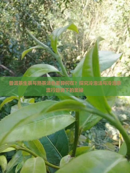 普洱茶生茶与熟茶汤色差异何在？探究冷泡法与冷泡茶流行趋势下的奥秘