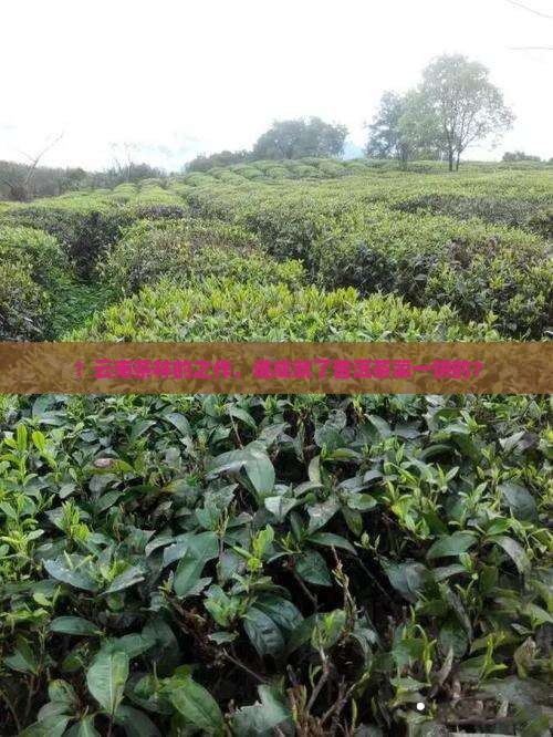 ！云南茶林的之作，谁成就了普洱茶第一饼的？