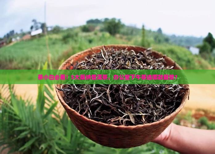 茶小白必看！5大版纳普洱茶，办公室下午茶选哪款最赞？
