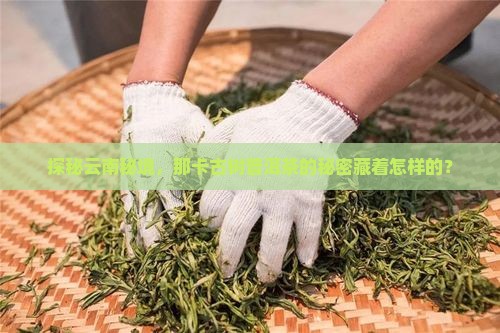 探秘云南秘境，那卡古树普洱茶的秘密藏着怎样的？
