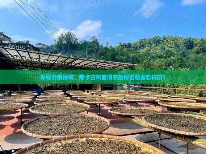 探秘云南秘境，那卡古树普洱茶的秘密藏着怎样的？