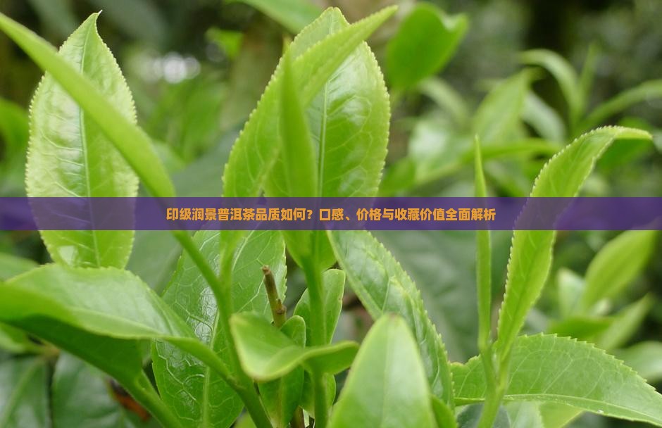 印级润景普洱茶品质如何？口感、价格与收藏价值全面解析
