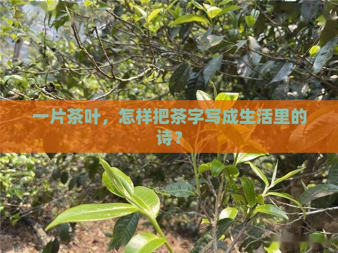 一片茶叶，怎样把茶字写成生活里的诗？