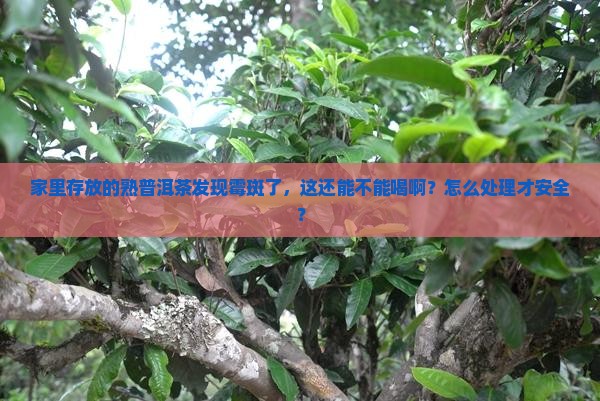 家里存放的熟普洱茶发现霉斑了，这还能不能喝啊？怎么处理才安全？