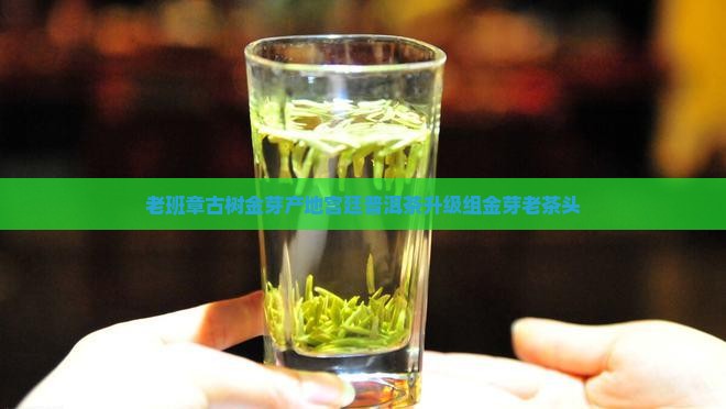 老班章古树金芽产地宫廷普洱茶升级组金芽老茶头