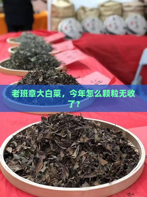 老班章大白菜，今年怎么颗粒无收了？