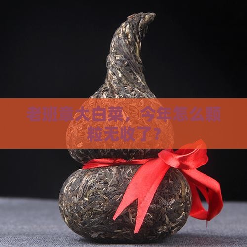 老班章大白菜，今年怎么颗粒无收了？