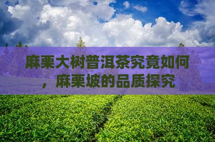 麻栗大树普洱茶究竟如何，麻栗坡的品质探究