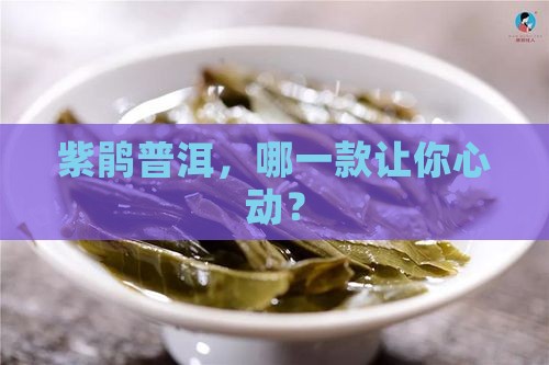 紫鹃普洱茶是啥品种的好