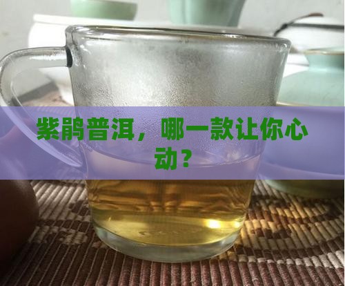 紫鹃普洱茶是啥品种的好