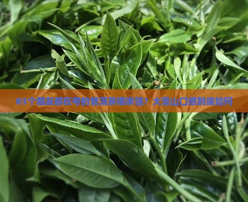 大雪山普洱茶谁家好