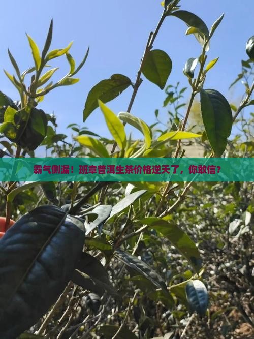 霸王班章普洱茶生茶价格