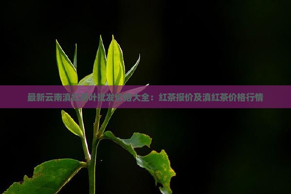 珍品滇红茶叶多少钱