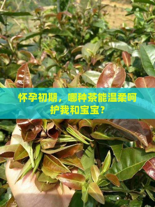 早孕期间喝什么茶比较好