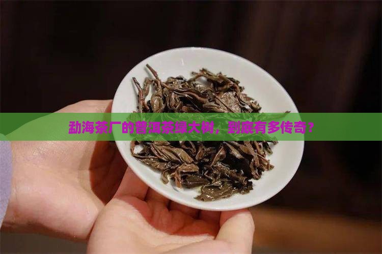 勐海茶厂普洱茶绿大树