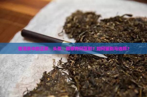 普洱茶何为正茶头茶脚茶