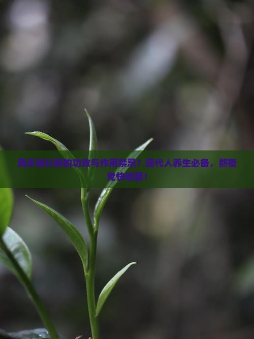 凤庆滇红茶的功效与作用禁忌