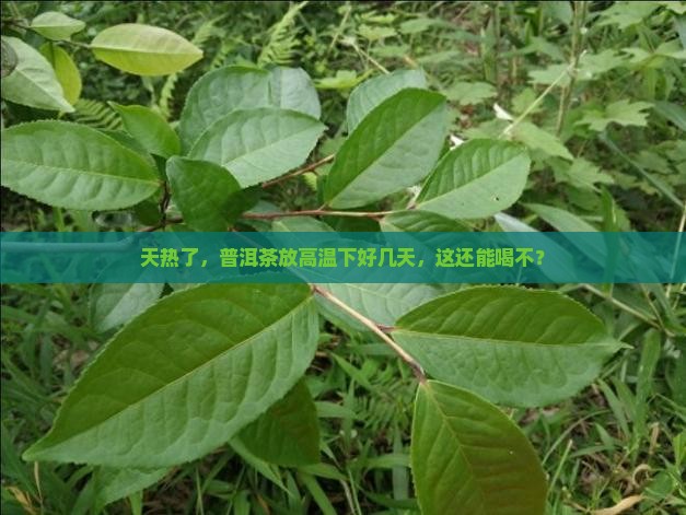 普洱茶在高温下放久了能喝吗吗