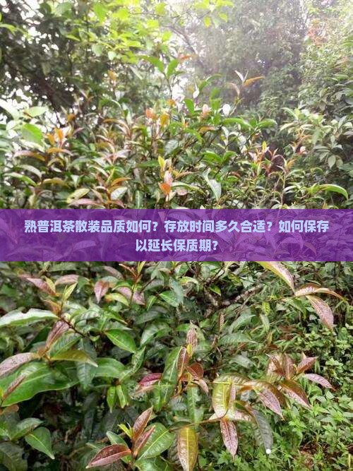 熟普洱茶散装好吗能放多久