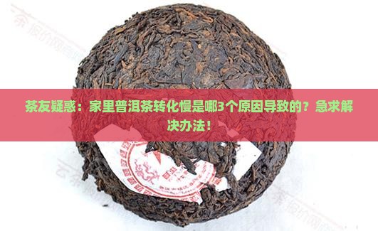 普洱茶转化的有关因素