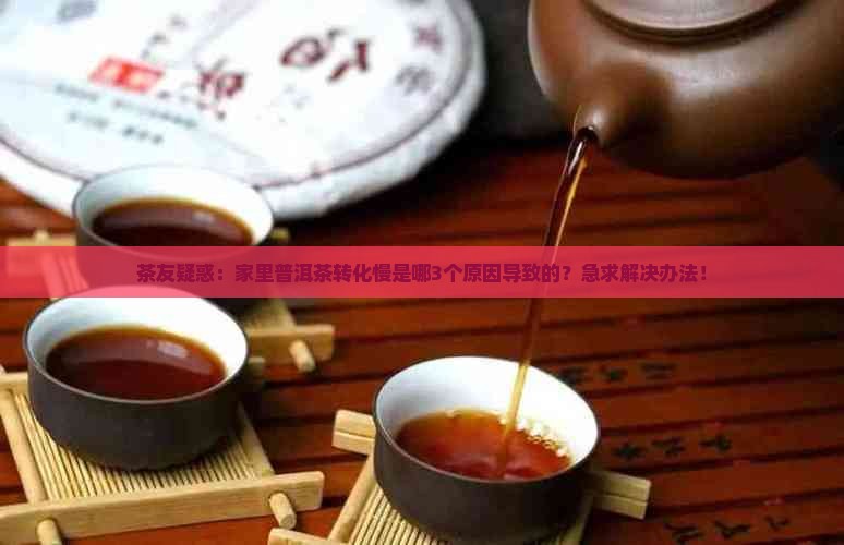 普洱茶转化的有关因素