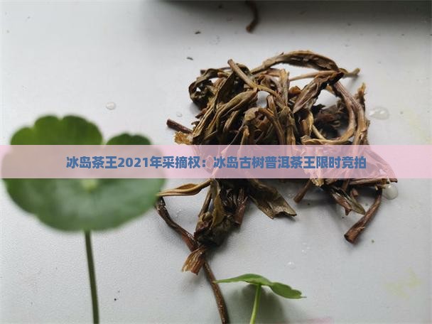 冰岛茶王2021年采摘权