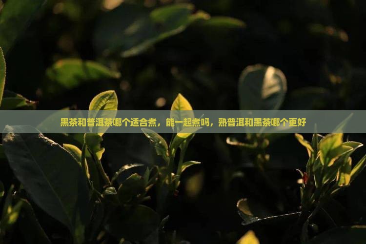 黑茶和普洱茶哪个适合煮