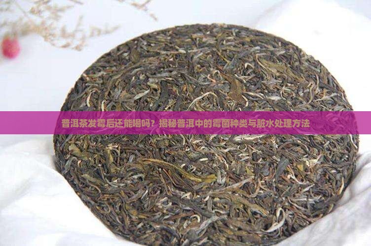 普洱茶霉菌有哪些