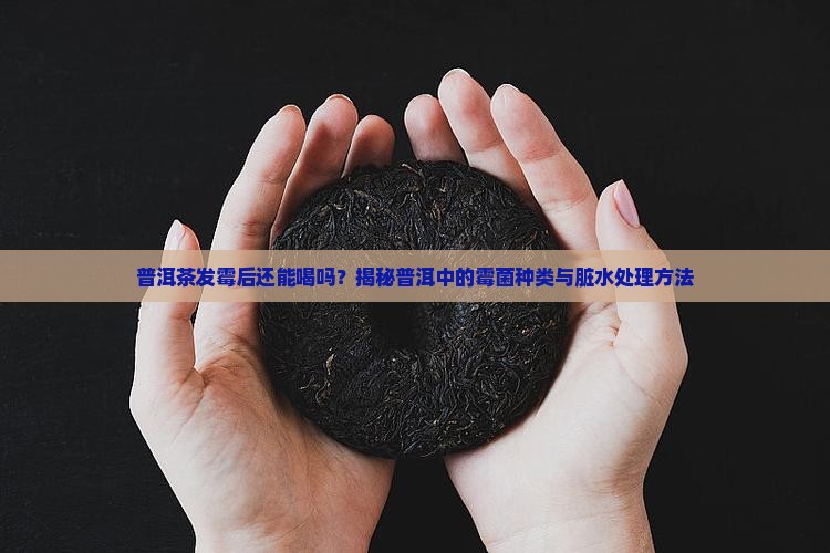 普洱茶霉菌有哪些