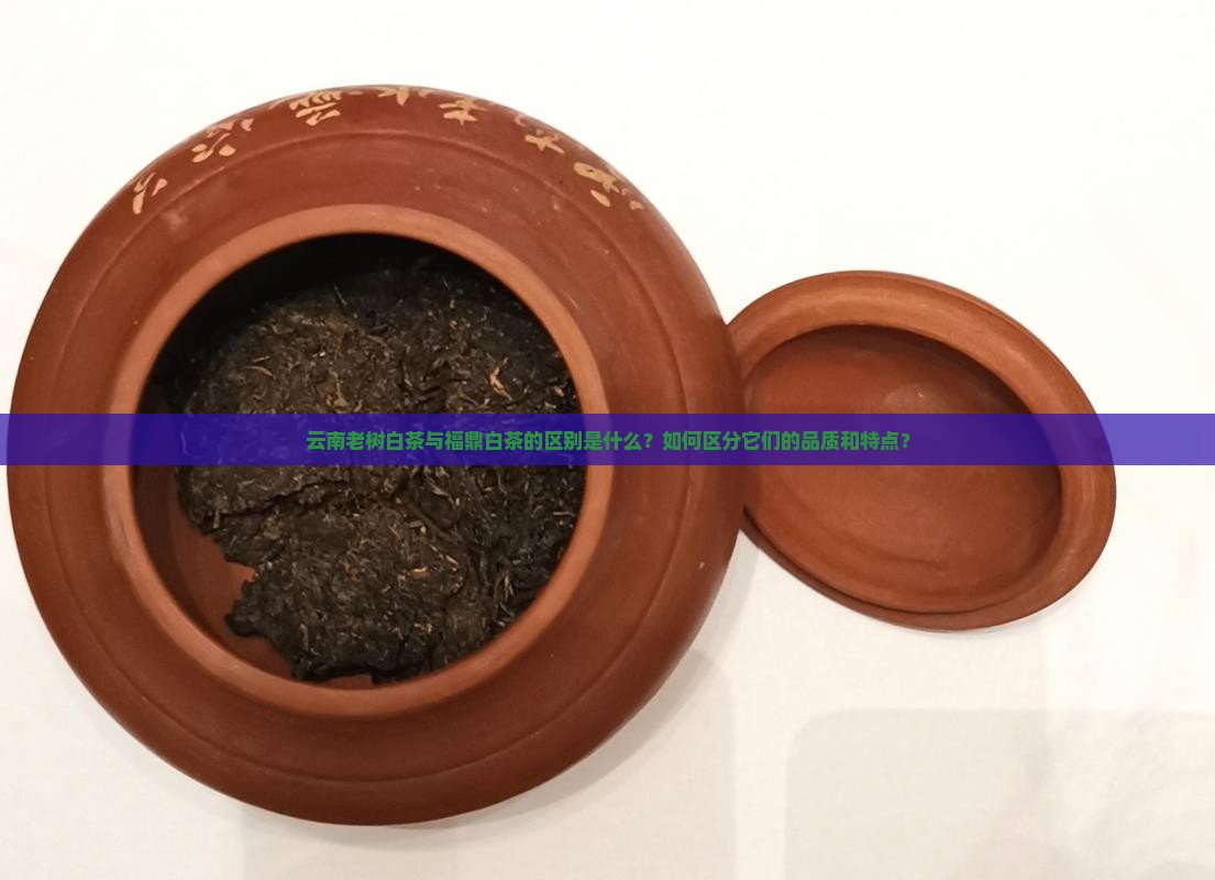 云南老树白茶与福鼎白茶区别