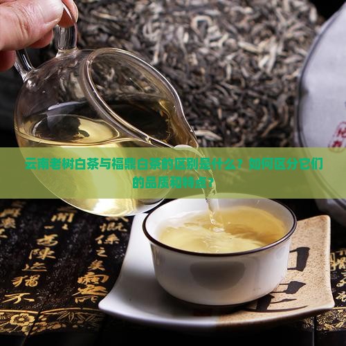 云南老树白茶与福鼎白茶区别
