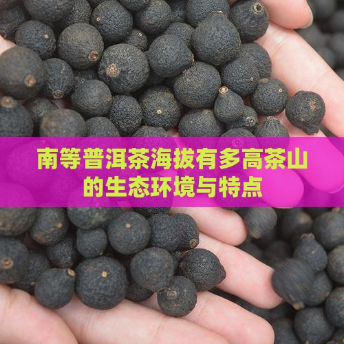 南等普洱茶海拨有多高