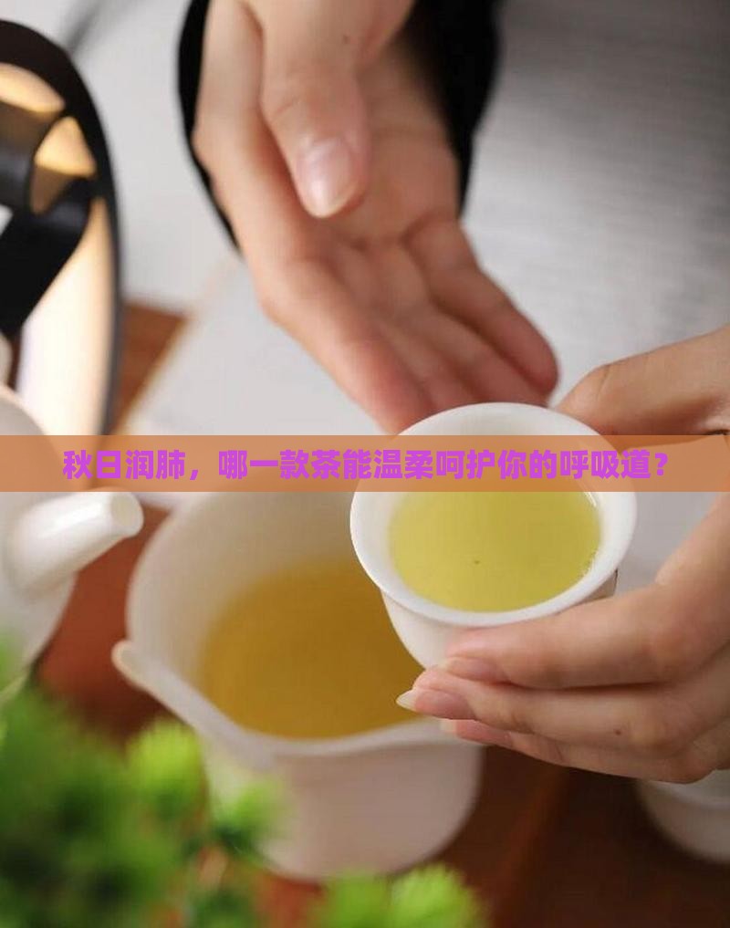 润肺喝什么茶好