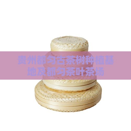 贵州都匀古茶树